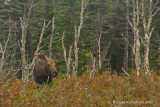 Moose - Eland