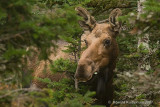 Moose - Eland