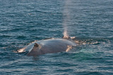 Humpback whale - Bultrug