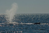 Humpback whale - Bultrug