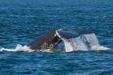 Humpback whale - Bultrug