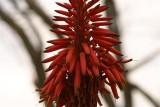 Shades of Red for Feb