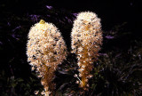 Beargrass Flowers, Montana