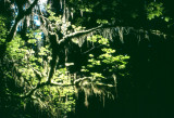 Hoh Rainforest, Washington