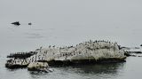 Bird Rocks 3.jpg