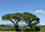 Near Hilo HI.jpg