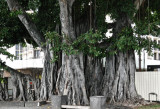 Banyon Tree - Kona.jpg