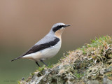 Northern Wheatear, Low Mains-Loch Lomond NNR, Clyde