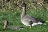 Taiga Bean Geese, Fannyside Muir, Clyde
