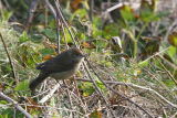 Blackcap female, North Ronaldsay, Orkney