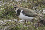 Lapwing, North Ronaldsay, Orkney