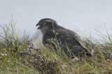 Sparrowhawk, North Ronaldsay, Orkney