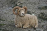 North Ronaldsay sheep