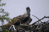 Osprey, Speyside, Highland