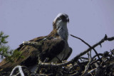 Osprey, Speyside, Highland