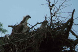 Osprey, Speyside, Highland