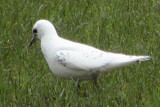 Ivory Gull, Ayr