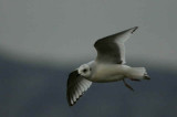 Rosss Gull, Ormsary, Argyll