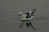 Rosss Gull, Ormsary, Argyll