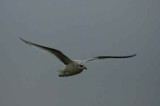 Ross's Gull, Ormsary, Argyll