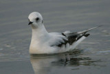 Ross's Gull, Ormsary, Argyll