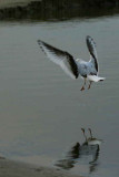 Ross's Gull, Ormsary, Argyll