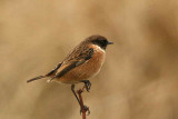 Stonechat, Balcomie Beach, Fife