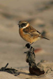 Stonechat, Turnberry beach, Ayrshire