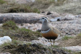 Dotterel on the Cairngorm plateau near top of  Cairn Lochan