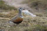 Dotterel on the Cairngorm plateau near top of  Cairn Lochan