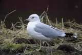 Common Gull, Craigend Pond Mugdock Country park, Clyde district.