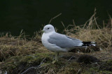 Common Gull, Craigend Pond Mugdock Country park, Clyde