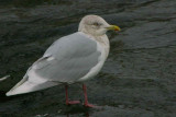 Adult winter,  River Ayr in Ayr town centre