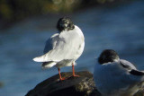 Little Gull, Balcomie, Fife