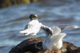 Little Gull, Balcomie, Fife