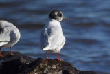 Little Gull, Balcomie, Fife
