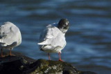 Little Gull, Balcomie, Fife