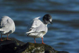 Little Gull, Balcomie, Fife