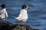 Little Gull, Balcomie, Fife