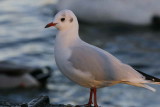 Adult winter plumage, Hogganfield Loch, Glasgow.