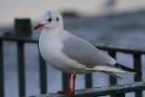 Adult winter plumage, Hogganfield Loch, Glasgow.