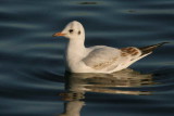 1st winter plumage, Hogganfield Loch, Glasgow.