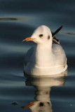 1st winter plumage, Hogganfield Loch, Glasgow.