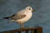 1st winter plumage, Hogganfield Loch, Glasgow.