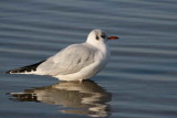 Adult winter plumage, Hogganfield Loch, Glasgow.