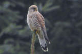 Common Kestrel, Carron Valley, Clyde