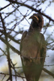 African Grey Hornbill, Etosha NP