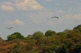 African Skimmer, Kavango River, Namibia