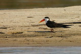 African Skimmer, Kavango River, Namibia