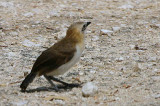 Bare-cheeked Babbler, Halali Camp, Etosha NP